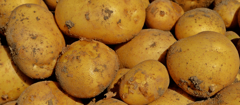 Koolhydraatarm vegetarische aardappelsalade maken? Het makkelijkste recept! 1 koolhydraatarme aardappels 800x350px