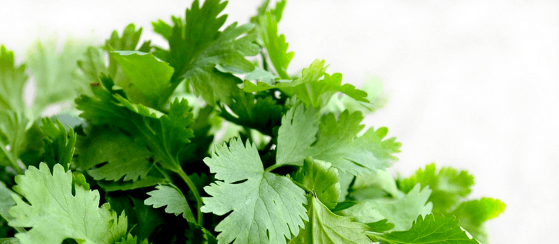 Koolhydraatarm Curry recept van eieren? Binnen 15 minuten klaar! 1 koriander 800x350px