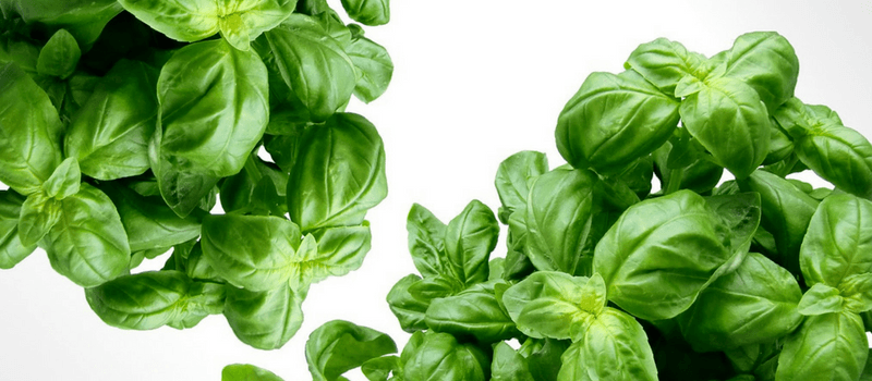 Koolhydraatarm tomatensoep een eenvoudige zelfgemaakte soep die je moet proberen! 1 Basilicum voor Koolhydraatarm tomatensoep