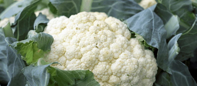 Vegetarische bloemkool couscous als hoofdgerecht? En koolhydraatarm! 1 Koolhydraatarme recepten hoofdgerecht Bloemkool 800x350px