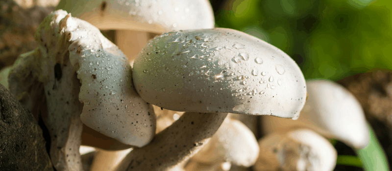 Vegetarische ovenschotel aardappel met paddestoelen? Verrukkelijk en Koolhydraatarme! 1 ovenschotel aardappel met paddestoelen 800x350px
