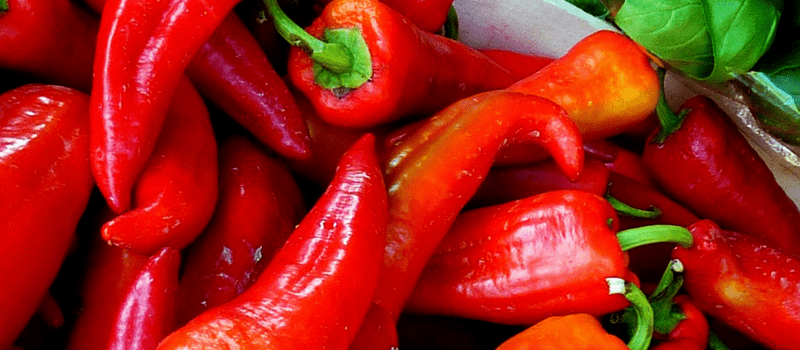 puntpaprika 800x350px