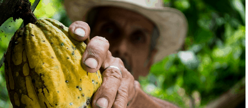 Rauwe cacao kopen? De meeste populaire Superfood! 1 rauwe cacao plant 800x350px
