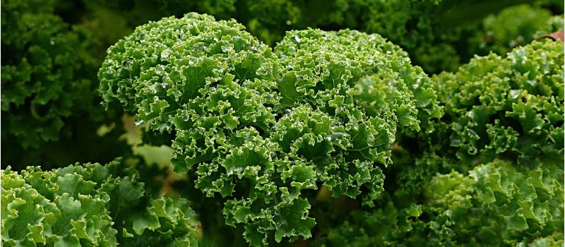 koolhydraatarm dieet boerenkool 800x350px