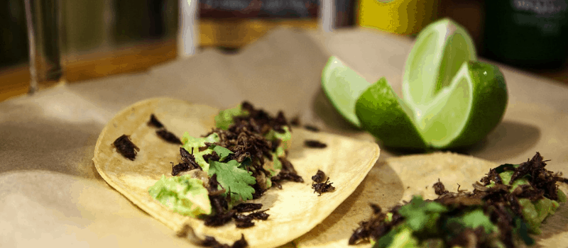 Koolhydraatarme tortilla’s met tofu en avocado? Helemaal vegetarisch!