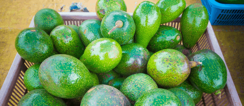 Koolhydraatarme smoothie met avocado? Deze moet je eens proberen! 1 Koolhydraatarme smoothie avocado 800x350px