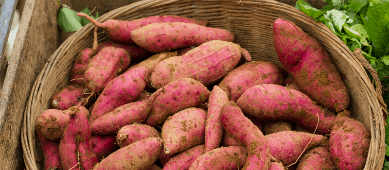 Waar komt de zoete aardappel vandaan