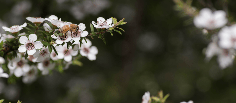 Is Manuka honing echt gezond