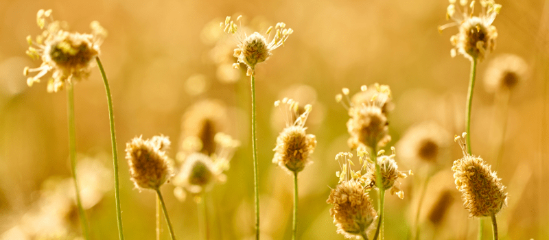 Psyllium Husk kopen: Poeder, Wat is het en Welke kopen?