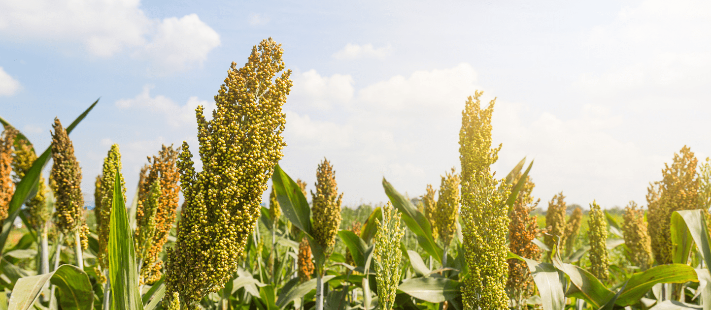 Maaltijdshake met superfoods? Een perfecte toevoeging aan je voedingspatroon! 4 Sorghum