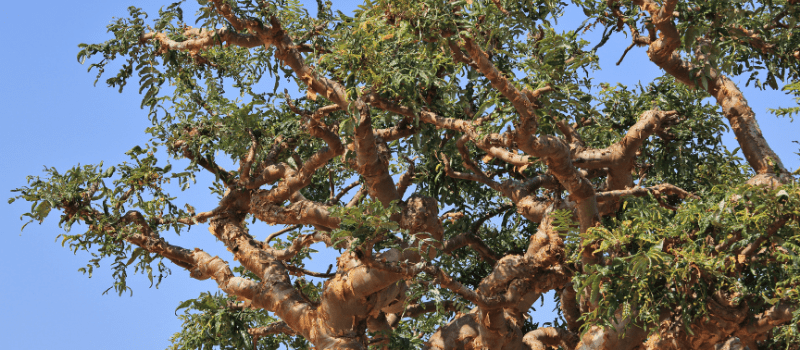 Wat is de beste boswellia? Bekijk hier de beste Top 5 opties! 1 Wat is boswellia precies