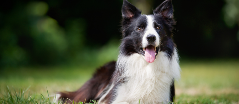 Border collie opvoeden? Meest Gehoorzame Border Collie Van De Buurt!