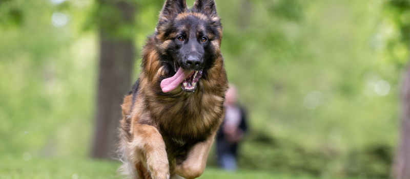 Duitse herder opvoeden? Ontdek Hoe Deze Gelukkig zal Gehoorzamen!