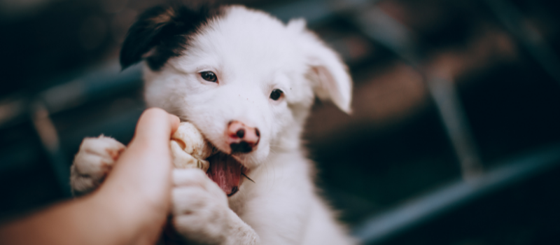 Voor wie is Border Collie Geheimen bedoeld
