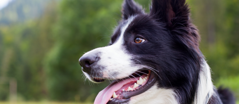 Wat is Border Collie Geheimen