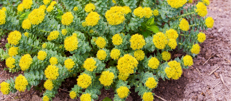 Welke rhodiola rosea is de beste? Dit zijn je Top 5 Beste opties