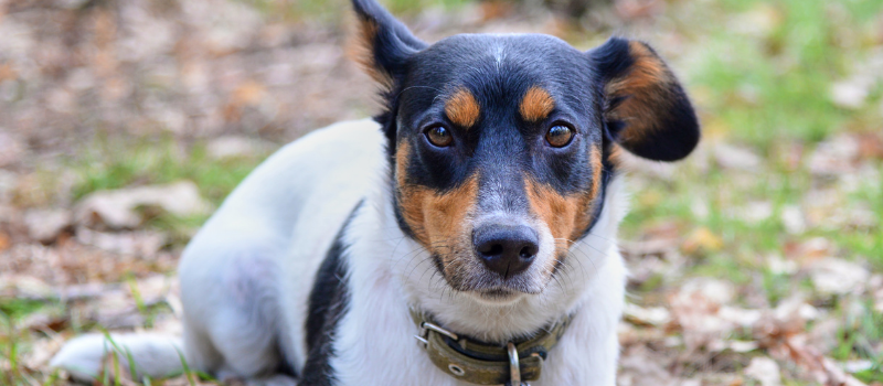 Jack Russel opvoeden: Meest Gehoorzame Jack Russel Van De Buurt!