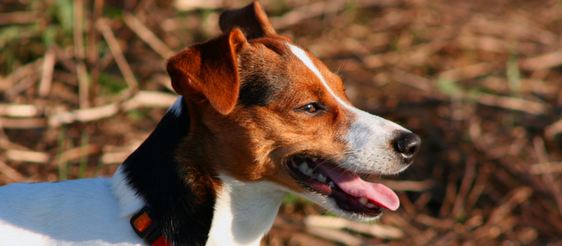 Wat is het Jack Russel Handboek