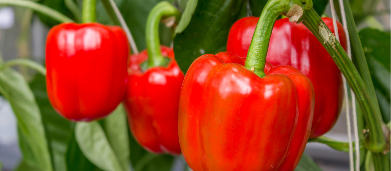 Koolhydraatarme gevulde paprika maken